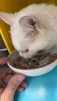 Reed: Not at shelter (Wendy) - Photo 3