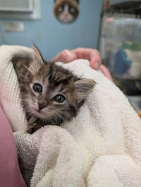 Dr Pepper - Not at shelter (AJ) - Photo 1