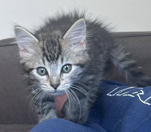 DR PEPPER - NOT AT SHELTER (AJ) - Domestic Short Hair available for adoption