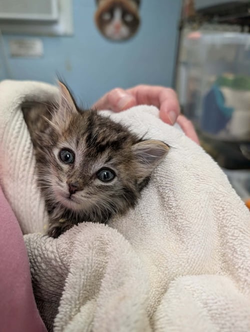 DR PEPPER - NOT AT SHELTER (AJ) - Domestic Short Hair available for adoption