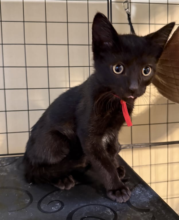 Dracula not at the shelter (Faith) Image