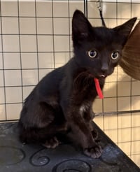 Dracula not at the shelter (Faith) - Photo 1