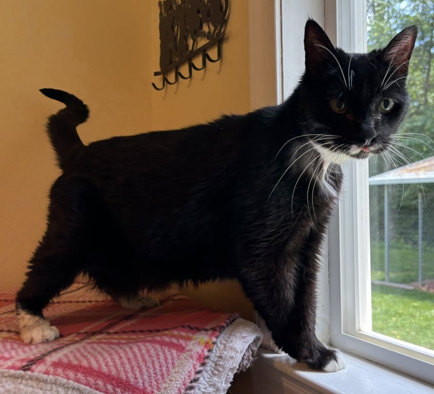 Bridget: Not at the shelter (Cindy) Image