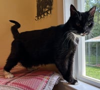 Bridget: Not at the shelter (Cindy) - Photo 1