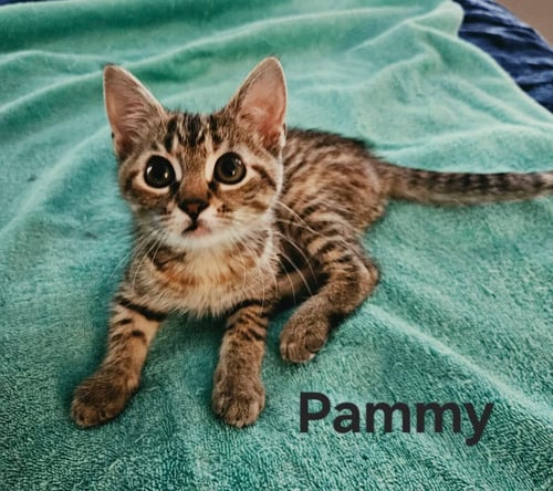 PAMMY - NOT AT SHELTER (KENDRA) - Domestic Short Hair available for adoption