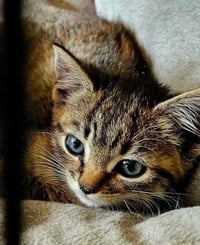 Pammy - Not at shelter (Kendra) - Photo 2