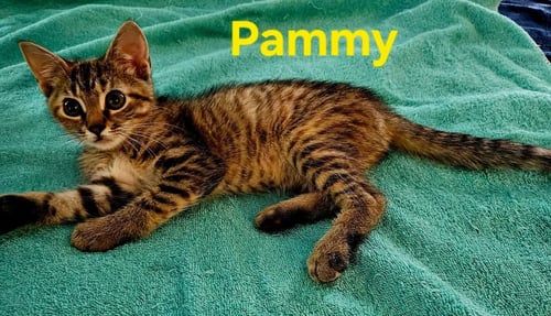 PAMMY - NOT AT SHELTER (KENDRA) - Domestic Short Hair available for adoption