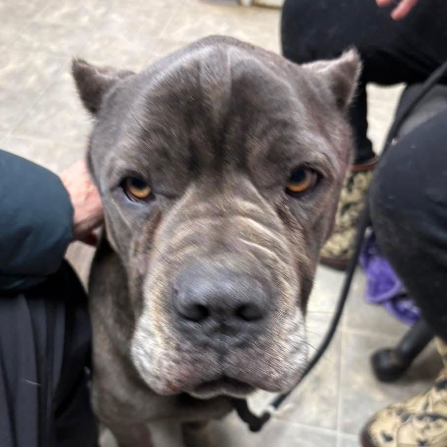 BLUEBELLE: NOT AT SHELTER (EUNICE) - Cane Corso Mastiff available for adoption