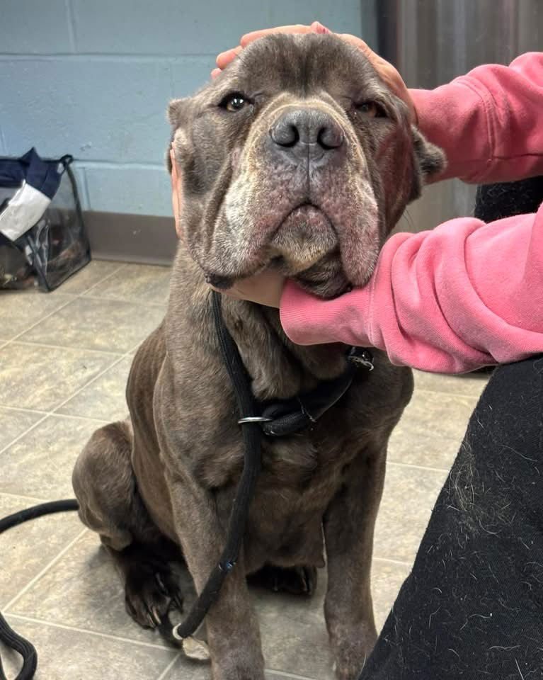 BLUEBELLE: NOT AT SHELTER (EUNICE) - Cane Corso Mastiff available for adoption
