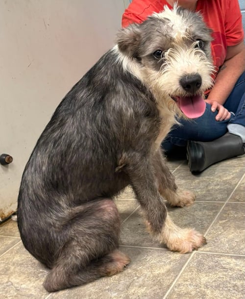ALTHEA: NOT AT SHELTER (STACEY) - Old English Sheepdog / Shih Tzu available for adoption