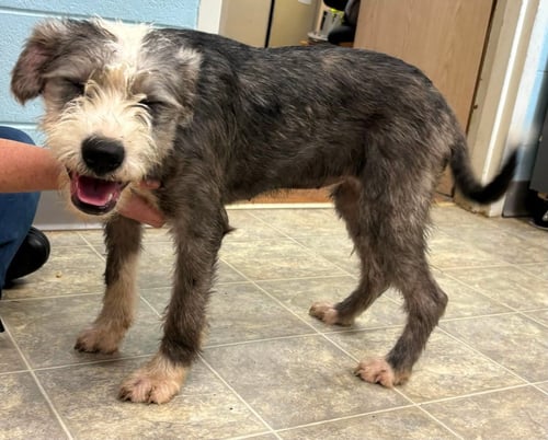 ALTHEA: NOT AT SHELTER (STACEY) - Old English Sheepdog / Shih Tzu available for adoption