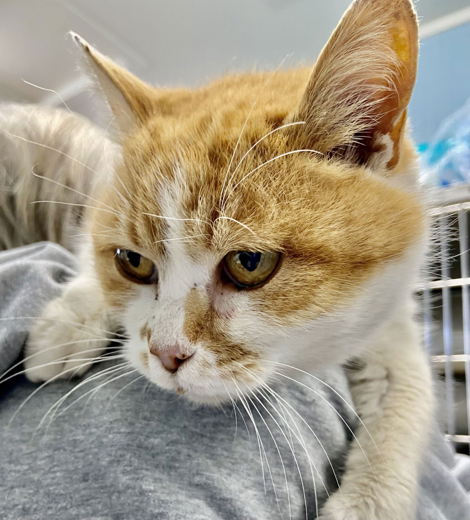 CHER: AT SHELTER - Domestic Short Hair available for adoption