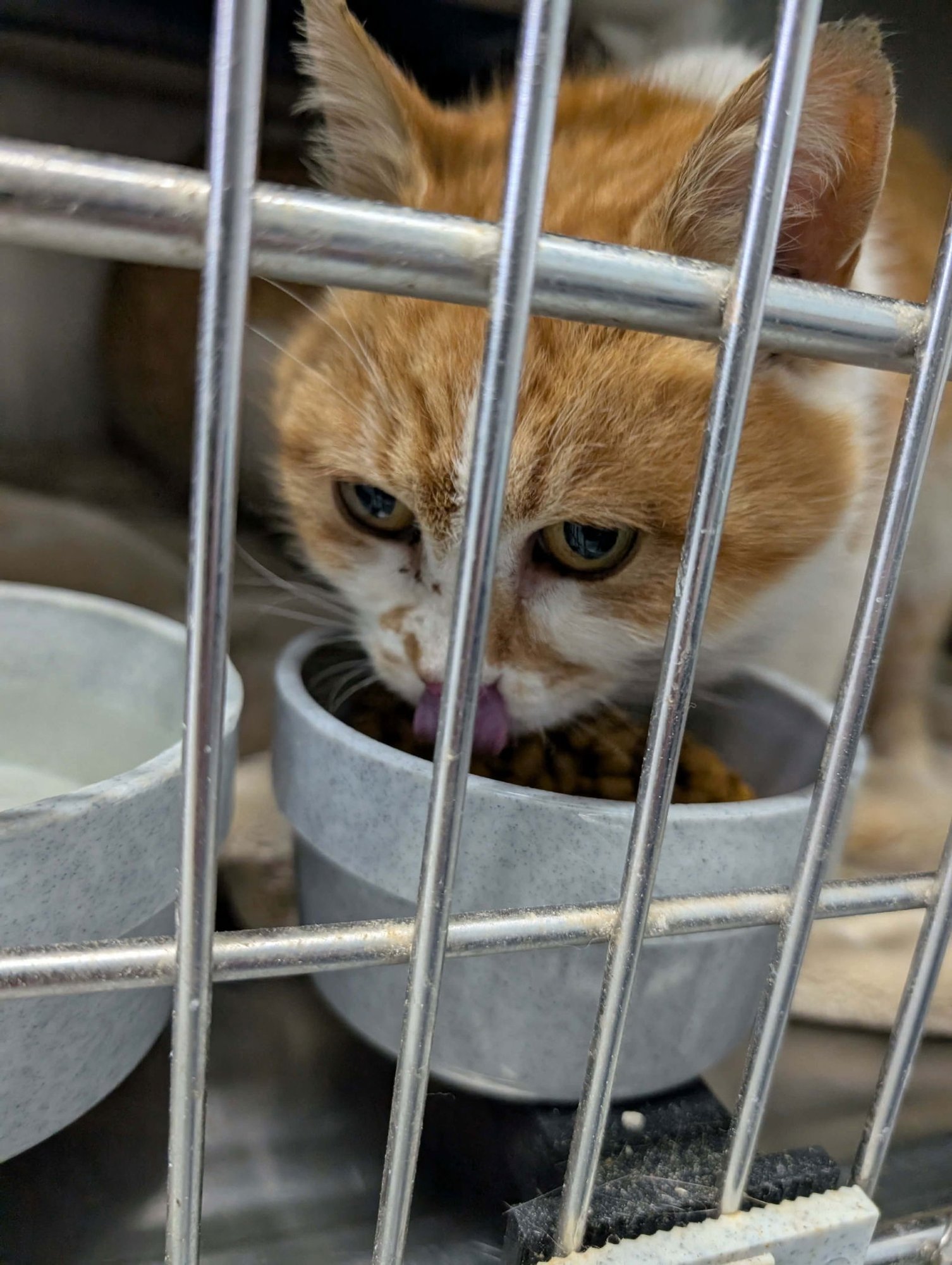 CHER: AT SHELTER - Domestic Short Hair available for adoption