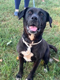 Claire - At shelter available 9/4 - Photo 3