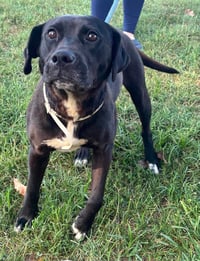 Claire - At shelter available 9/4 - Photo 2