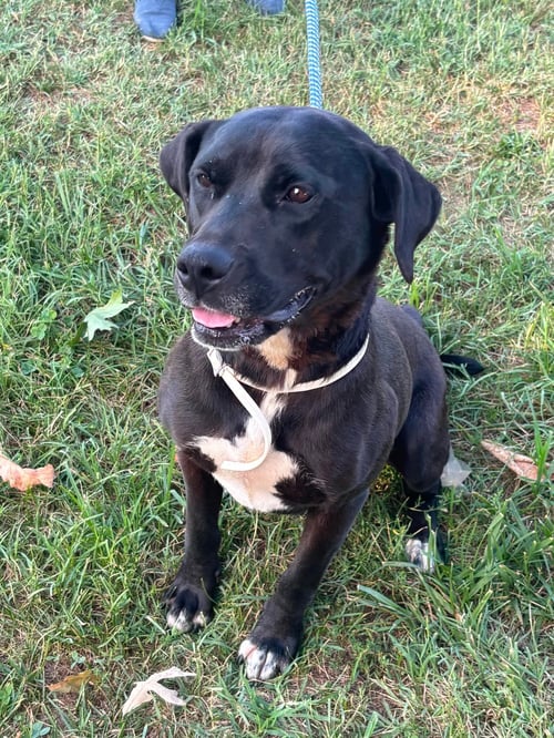 CLAIRE - AT SHELTER AVAILABLE 9/4 - Labrador Retriever available for adoption