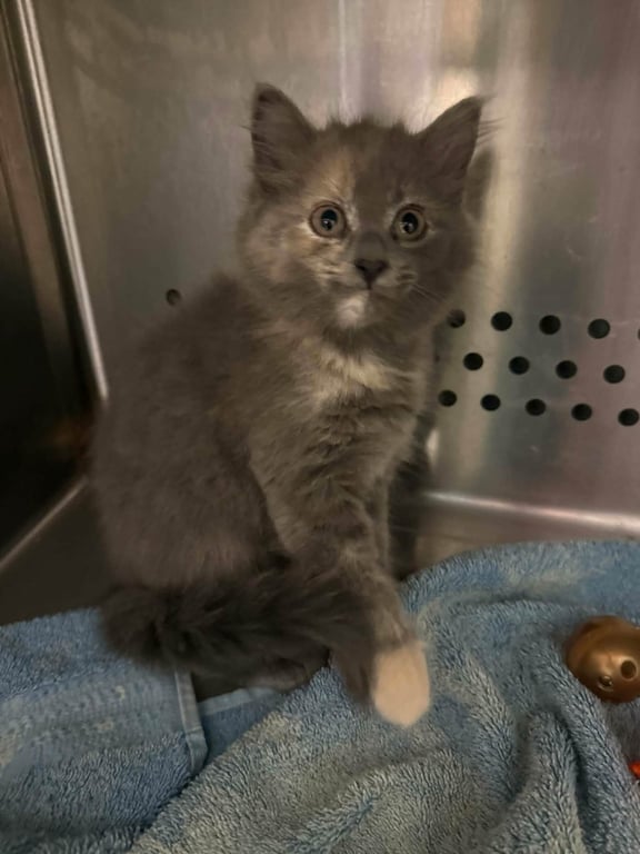 Georgia - At shelter Image
