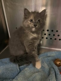Georgia - At shelter - Photo 1