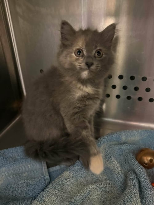 GEORGIA - AT SHELTER - Domestic Short Hair available for adoption