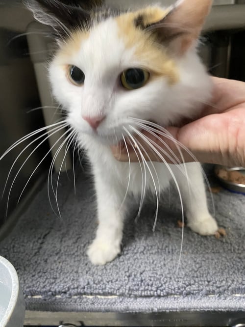 STROOPWAFFLE - NOT AT SHELTER (SHANNON) - Domestic Medium Hair available for adoption