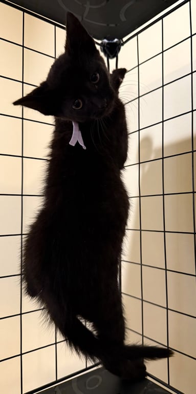 Siren not at the Shelter (Faith) Image