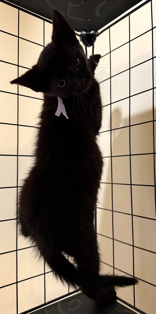 SIREN NOT AT THE SHELTER (FAITH) - Domestic Short Hair available for adoption