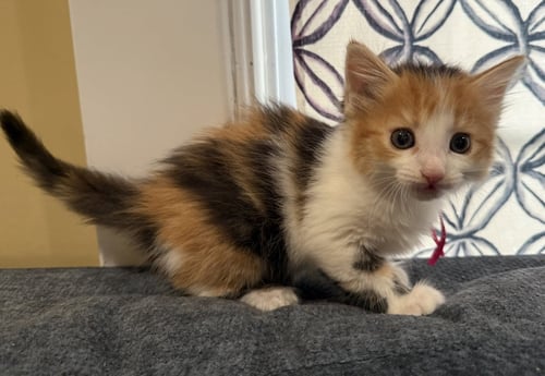 GRAHAM- NOT AT THE SHELTER (FAITH) - Calico / Domestic Medium Hair available for adoption