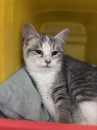 Myrtle (Tilly) - Visit At Petsmart Lynchburg - Photo 1