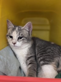 Myrtle (Tilly) - Visit At Petsmart Lynchburg - Photo 2