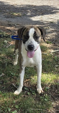 Royalty - at shelter - Photo 1