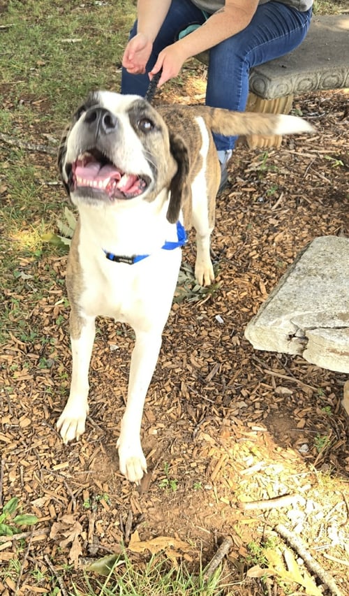 ROYALTY - AT SHELTER - Pit Bull Terrier available for adoption