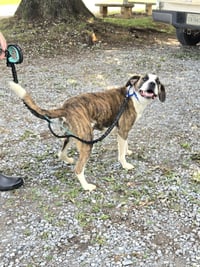 Royalty - at shelter - Photo 3