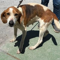 Liberty: Not at the shelter (Wendy) - Photo 1