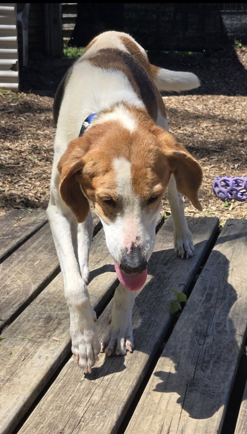 LIBERTY: NOT AT THE SHELTER (WENDY) - Hound available for adoption