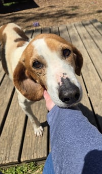 Liberty: Not at the shelter (Wendy) - Photo 3