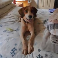 Liberty: Not at the shelter (Wendy) - Photo 4
