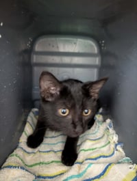 Buttons - At shelter - Photo 1