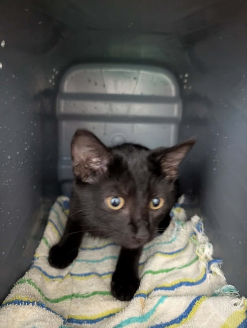 BUTTONS - AT SHELTER - Domestic Short Hair available for adoption