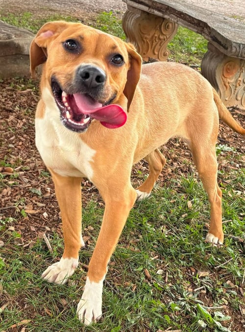 MILLIE MERCI - AT SHELTER - Pit Bull Terrier / Beagle available for adoption