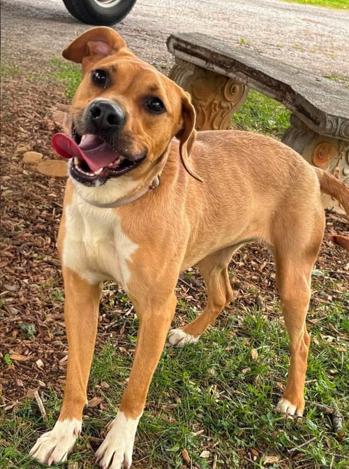 MILLIE MERCI - AT SHELTER - Pit Bull Terrier / Beagle available for adoption
