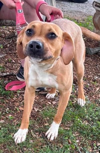 Millie Merci - At shelter - Photo 3
