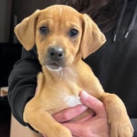 Millie Merci - At shelter - Photo 4