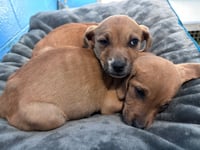 Millie Merci - At shelter - Photo 5