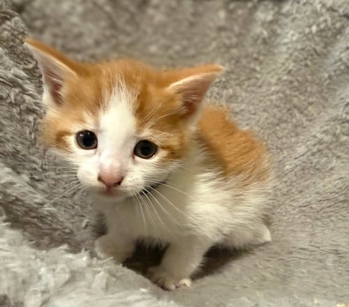 LITTLEFOOT-NOT AT THE SHELTER (FAITH) 5/17