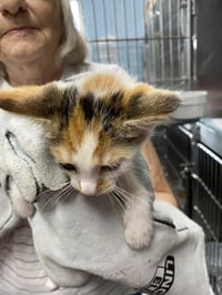 Comet - Not at shelter (AJ) - Photo 1