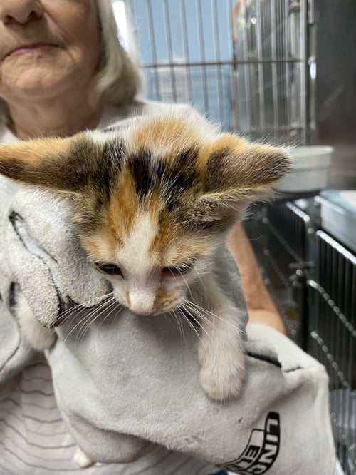 COMET - NOT AT SHELTER (AJ) - Domestic Short Hair available for adoption
