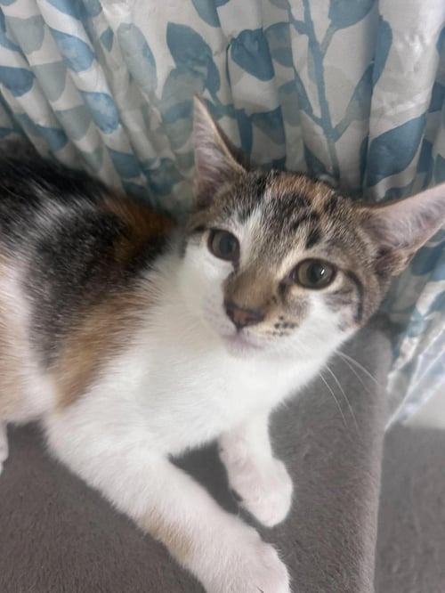 COMET - NOT AT SHELTER (AJ) - Domestic Short Hair available for adoption