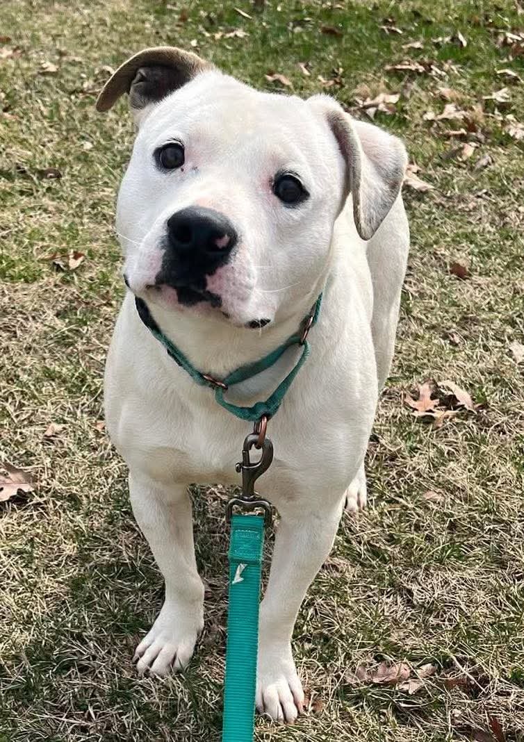GHOST: NOT AT SHELTER (TIFFANY) - Pit Bull Terrier / Australian Cattle Dog/Blue Heeler available for adoption