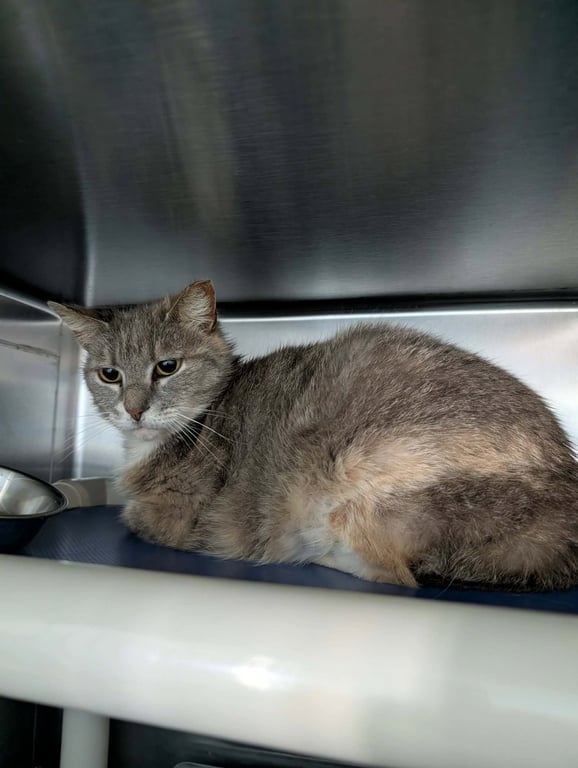Angela: Visit At Petsmart Lynchburg Image