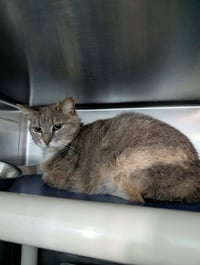 Angela: Visit At Petsmart Lynchburg - Photo 1